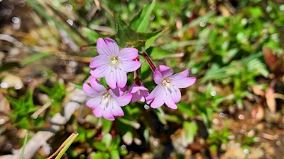 Zarte Blumen gedeihen an den Hängen des Sattelberg