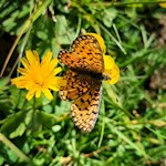 Schmetterling am Moosweg