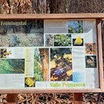 Das Frühlingstal, eine botanische Besonderheit