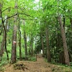 Der Weg führt durch den Wald