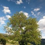 "Natur ist das große Bilderbuch, das der liebe Gott uns draußen aufgeschlagen hat" (J. von Eichendorff)