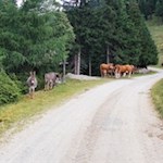 Längs des Weges trifft man auf glückliches Weidevieh
