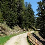 Sanft führt der Weg durch den lichten Wald