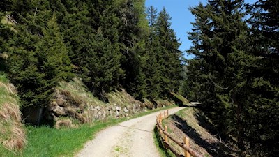 Sanft führt der Weg durch den lichten Wald