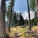 Die Wanderung zur Tarscher Alm führt durch teils lichten, teils dichten Wald