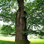 Kastanienbaum längs des Weges