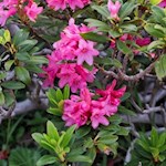 Alpenrosen am Wegesrand