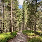 Der Weg zur Kerschbaumeralm führt großenteils durch den Wald