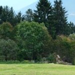 Nahe dem Pirchner Moos