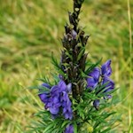 Eisenhut am Wegesrand