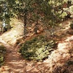 Schließlich zweigt der Wanderweg Nr. 7 ab