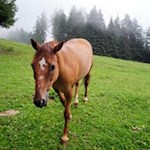 In den Weidewiesen grasen zufriedene Tiere