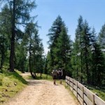 Auf dem Weg Nr. 17 zur Moschwaldalm