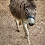 Neugieriger Esel bei Tiers