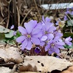 Im Frühling gedeihen zarte Leberblümchen am Wegesrand