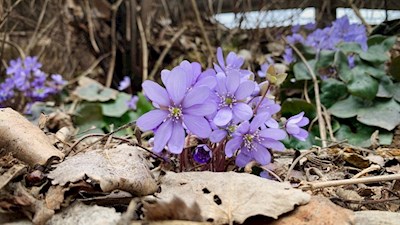 Im Frühling gedeihen zarte Leberblümchen am Wegesrand