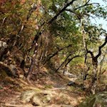 Durch einen lichten, herbstlich gefärbten Hain zum Schloss Tirol