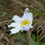 Già a maggio, i delicati fiori di montagna fioriscono nei prati alpini del monte Stivo, con le sue viste panoramiche