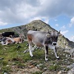 Zufriedene Weidetiere unterhalb des Gipfelkreuzes