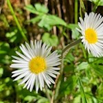 Gänseblümchen säumen den Weg zur Masare Hütte