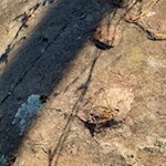 Schalensteine unterhalb des Verenakirchleins