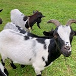 Le capre della malga Ciadinat