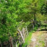 Durch den Blätterwald nach Karnol