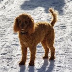 Nicht nur die Wanderer finden Gefallen am Taistner Schnee...