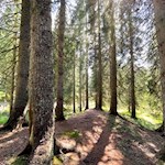 Durch den lichten Wald zur Laureiner Alm