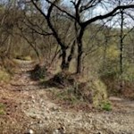 The path to Crero lined with oaks and beeches