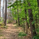 Über den bewaldeten Porphyrhügel zur Verena Kirche