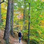 L'escursione attraversa la foresta del Renon dai colori autunnali