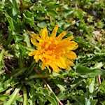 Also the rare Triglav crepis thrives around the Lagazuoi