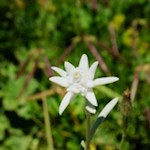 La stella alpina simbolica