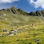 In den sanften Bergwiesen weiden im Sommer zahlreiche Schafe