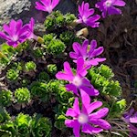 Auch die Zwergschlüsselblume gedeiht an den Hängen des Gitsch