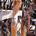 Unterwegs kommt man an zahlreichen Höfen vorbei