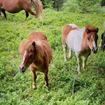 Zufrieden weidende Ponys