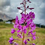 Weidenröschen nahe der Frommeralm