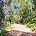 Durch ein lichtes Waldstück zur Vallmingalm