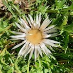 Auch die Silberwurz gedeiht in Ridnaun