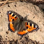 Im Frühsommer flattern zahlreiche Schmetterlinge durch die Blumenwiesen der Seiser Alm