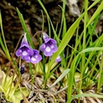 Gemeines Fettkraut am Wegesrand