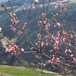 „Alles freuet sich und hoffet, wenn der Frühling sich erneut.“ (Friedrich Schiller)