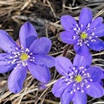 Im Frühling säumen zahlreiche Leberblümchen den Weg nach Prösels
