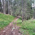 Der Waldsteig auf den Lutterkopf ist gut markiert