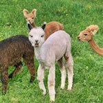 Neugierige Lamas auf dem Ritten