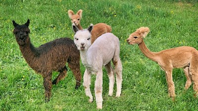 Neugierige Lamas auf dem Ritten