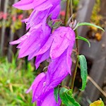 Glockenblumen am Wald-Wild-Wunder-Weg
