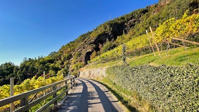 Der Weg zum Patscheider Hof führt durch Weinberge